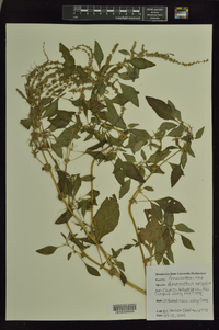 Amaranthus spinosus image