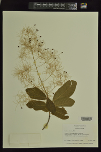 Cotinus obovatus image