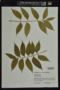 Pistacia chinensis image