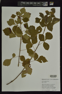 Rhus trilobata image