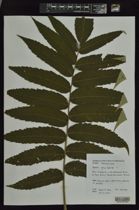 Rhus typhina image