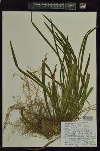 Liriope muscari image