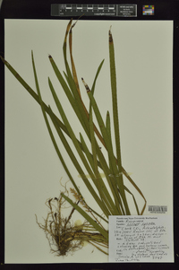 Liriope spicata image