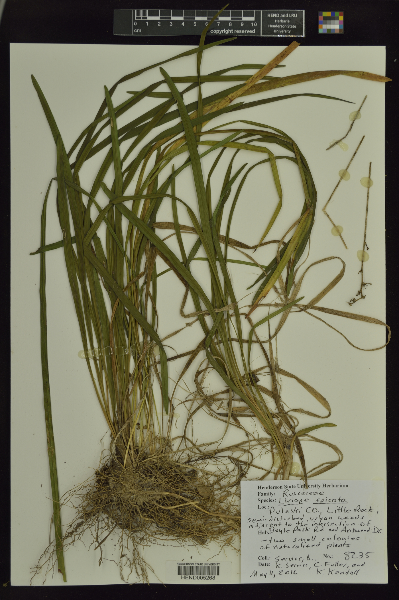 Liriope spicata image