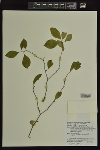 Ilex ambigua image