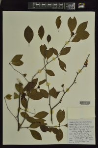 Ilex ambigua image