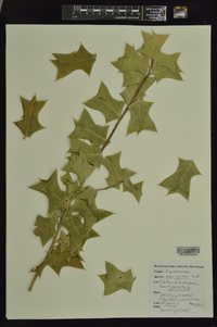 Ilex cornuta image