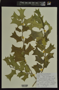 Ilex cornuta image