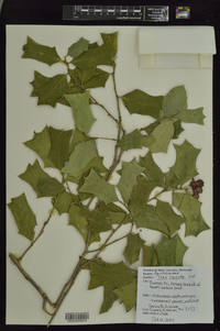 Ilex cornuta image