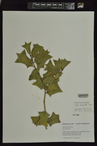 Ilex cornuta image