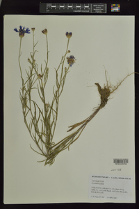 Centaurea cyanus image