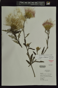 Cirsium altissimum image