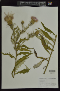 Cirsium discolor image