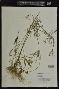 Coreopsis verticillata image