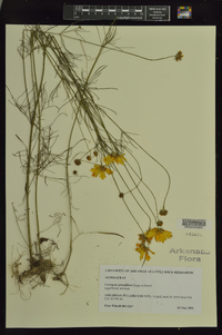 Coreopsis grandiflora image