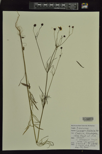 Coreopsis tinctoria image