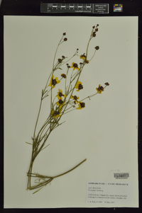 Coreopsis tinctoria image