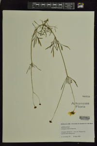 Coreopsis tinctoria image