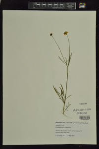 Coreopsis tinctoria var. tinctoria image