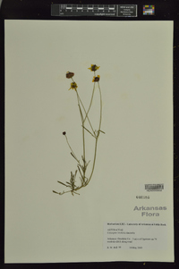 Coreopsis tinctoria var. tinctoria image