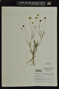 Coreopsis tinctoria var. tinctoria image