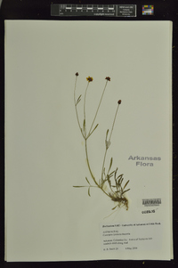 Coreopsis tinctoria image