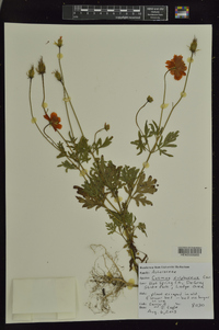 Cosmos sulphureus image