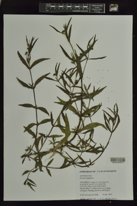 Dyssodia papposa image