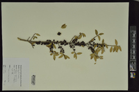 Ilex vomitoria image