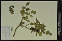 Ilex vomitoria image