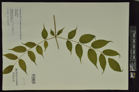 Aralia spinosa image