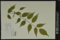 Aralia spinosa image