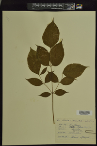 Aralia spinosa image