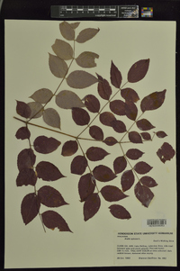 Aralia spinosa image