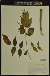 Aralia spinosa image