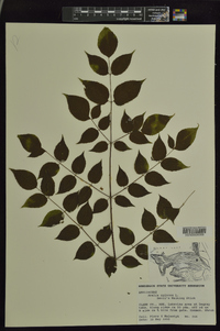 Aralia spinosa image