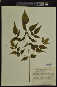 Aralia spinosa image