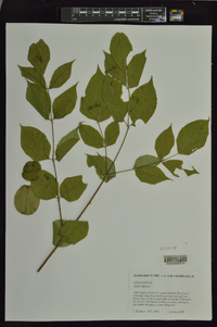 Aralia spinosa image