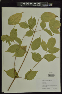 Aralia spinosa image