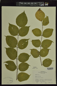 Aralia spinosa image