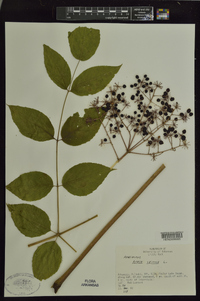 Aralia spinosa image