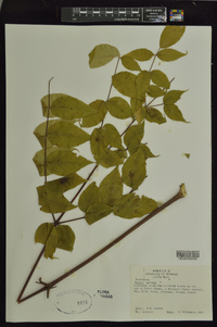 Aralia spinosa image