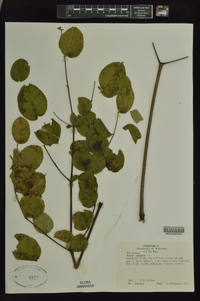 Aralia spinosa image