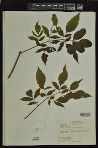 Aralia spinosa image