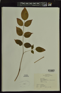 Aralia spinosa image