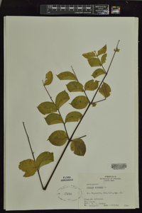 Aralia spinosa image