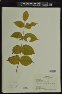 Aralia spinosa image