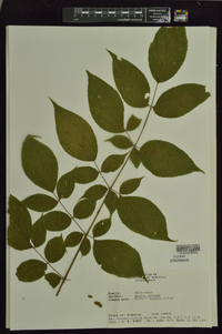 Aralia spinosa image