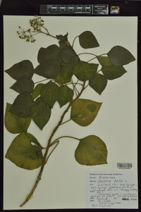 Hedera helix image