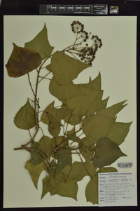 Hedera helix image